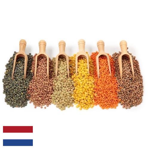 Бобовые культуры из Нидерландов