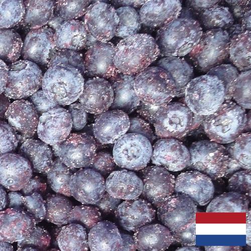 черника замороженная из Нидерландов