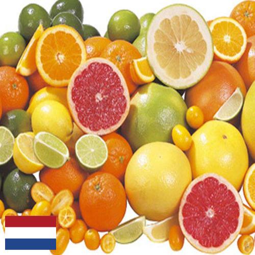 Цитрусовые фрукты из Нидерландов