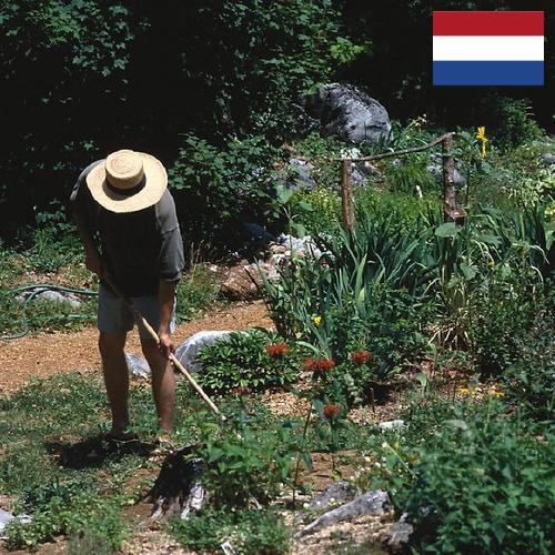 Цветы садовые из Нидерландов