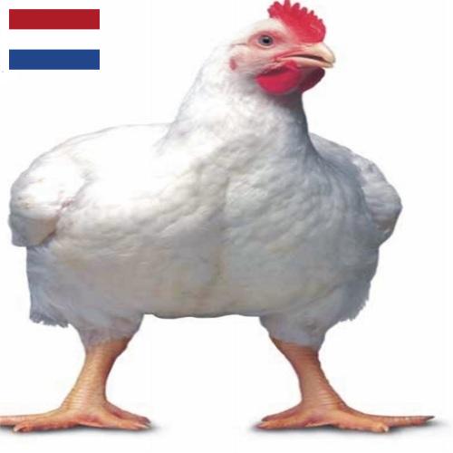 Цыплята-бройлеры из Нидерландов