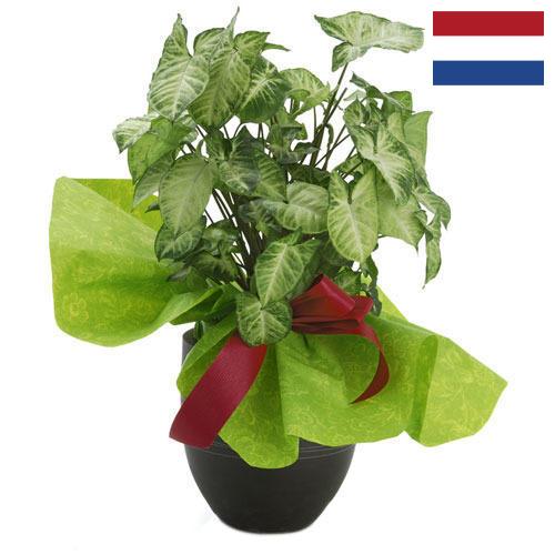Декоративные растения из Нидерландов