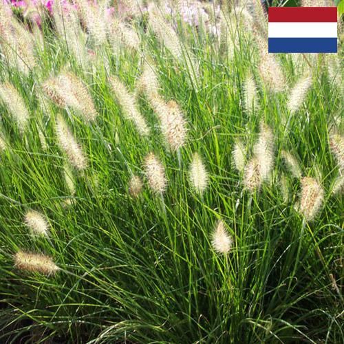 Декоративные травы из Нидерландов