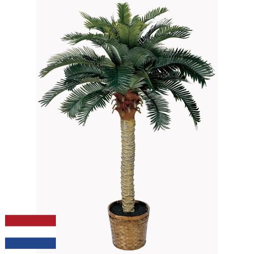 Деревья искусственные из Нидерландов