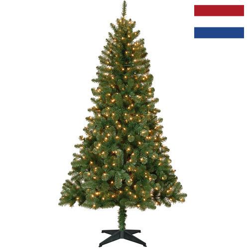 Деревья новогодние из Нидерландов
