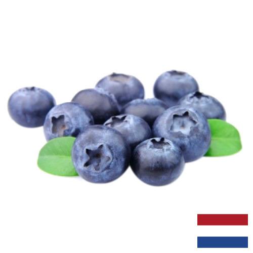 Голубика из Нидерландов