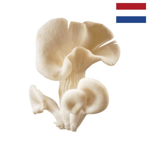 грибы вешенки из Нидерландов