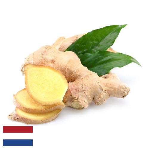 Имбирь из Нидерландов