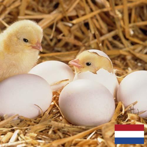 Инкубационные яйца из Нидерландов