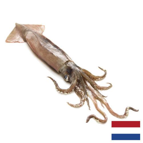 Кальмары из Нидерландов