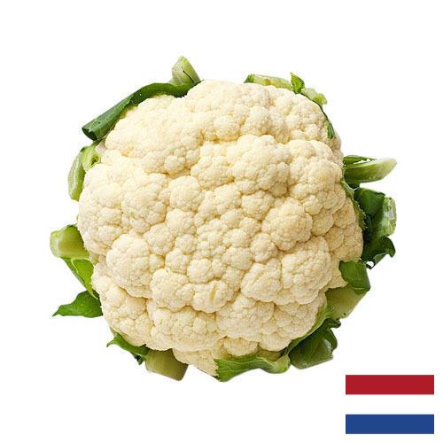 Капуста цветная из Нидерландов