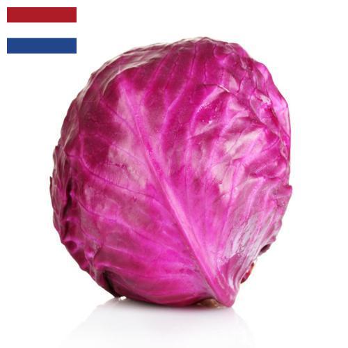 Капуста краснокочанная из Нидерландов