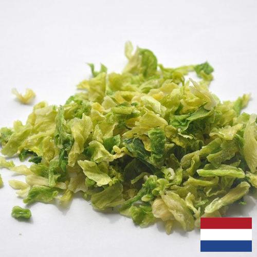 капуста сушеная из Нидерландов