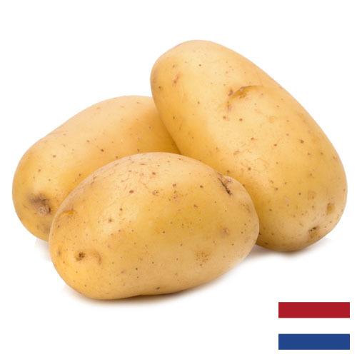 картошка из Нидерландов