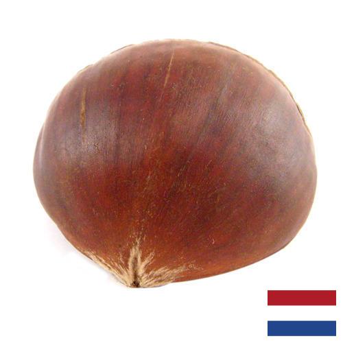 Каштан из Нидерландов