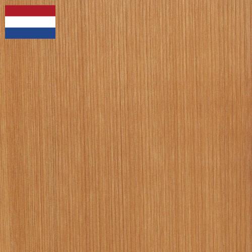 Кедр из Нидерландов