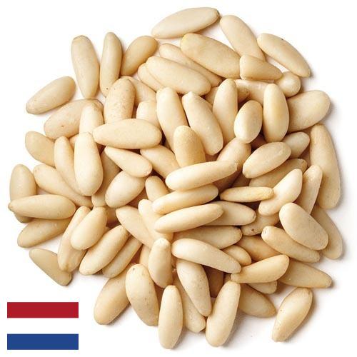 Кедровые орехи из Нидерландов