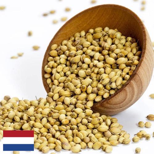 Кориандр из Нидерландов