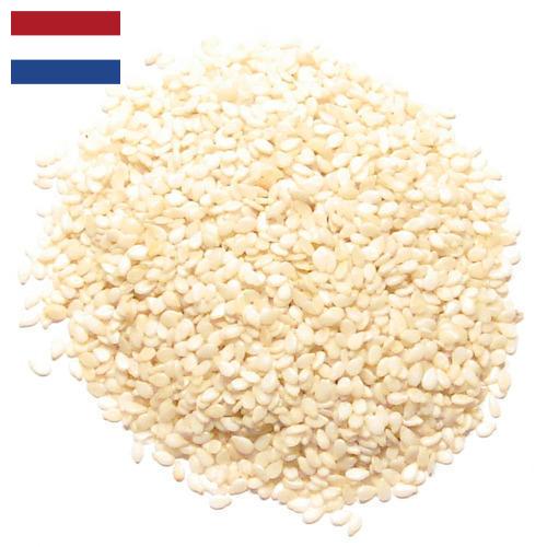 кунжут семена из Нидерландов