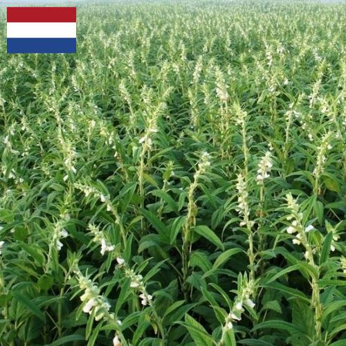 Кунжут из Нидерландов