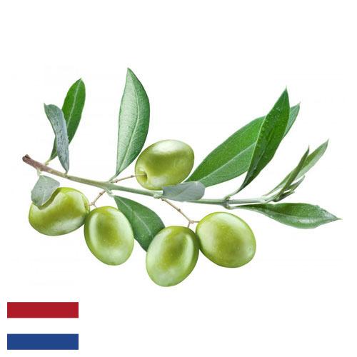 Маслины из Нидерландов