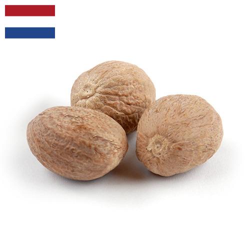 Мускатный орех из Нидерландов