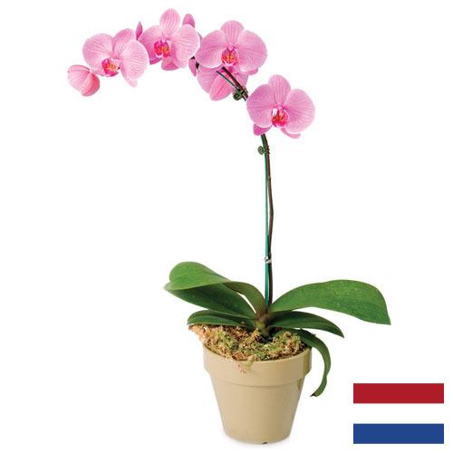 Орхидеи из Нидерландов