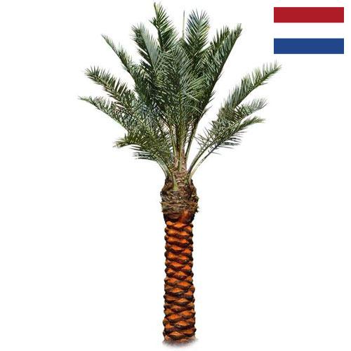 Пальмы из Нидерландов