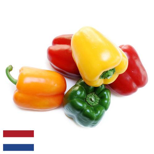 перец болгарский свежий из Нидерландов