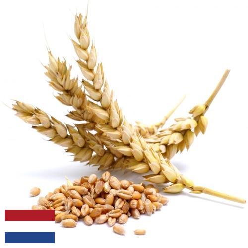 Пшеница из Нидерландов
