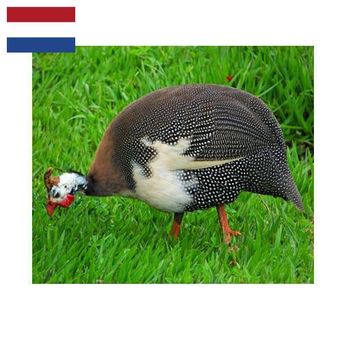 птица из Нидерландов