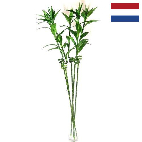 Растения искусственные из Нидерландов