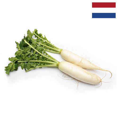 редиска из Нидерландов