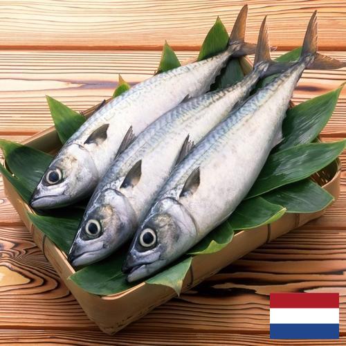 рыба свежая из Нидерландов