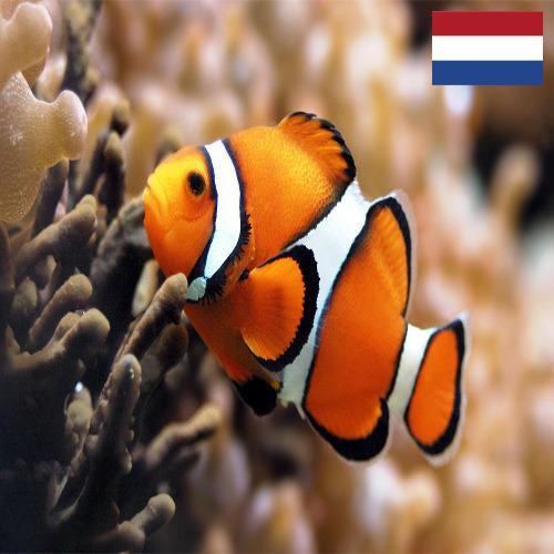 рыба из Нидерландов