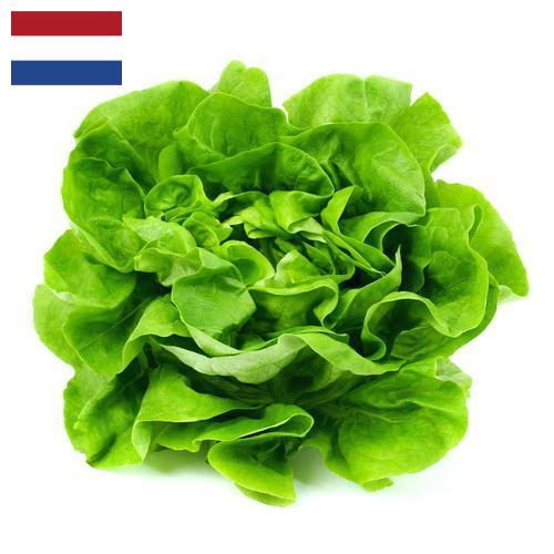 Салат латук из Нидерландов
