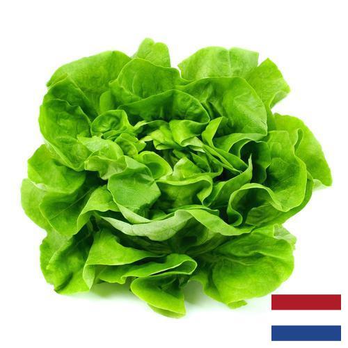 салат из Нидерландов