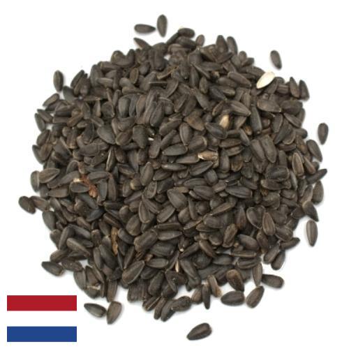 Семена цветов из Нидерландов