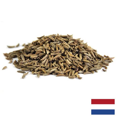 Семена фенхеля из Нидерландов