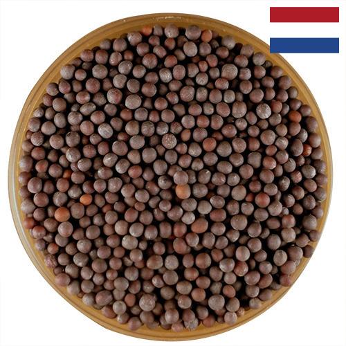 семена горчица из Нидерландов