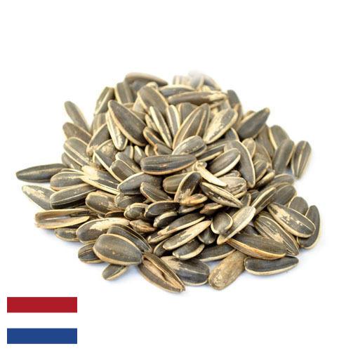 Семена подсолнечника из Нидерландов