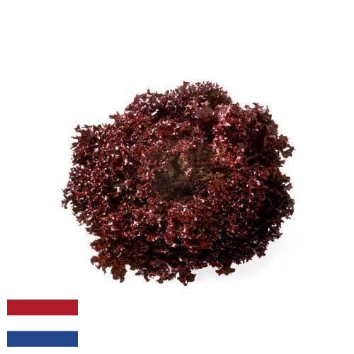 Семена салата из Нидерландов