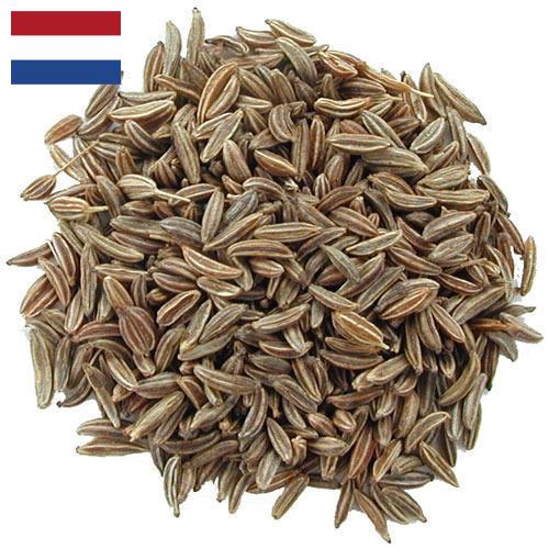 Семена тмина из Нидерландов