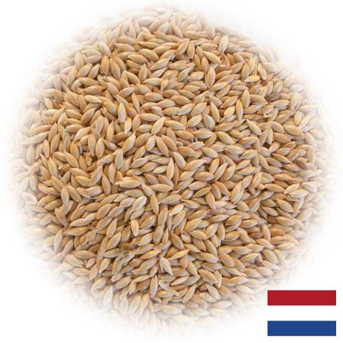 семена трав из Нидерландов