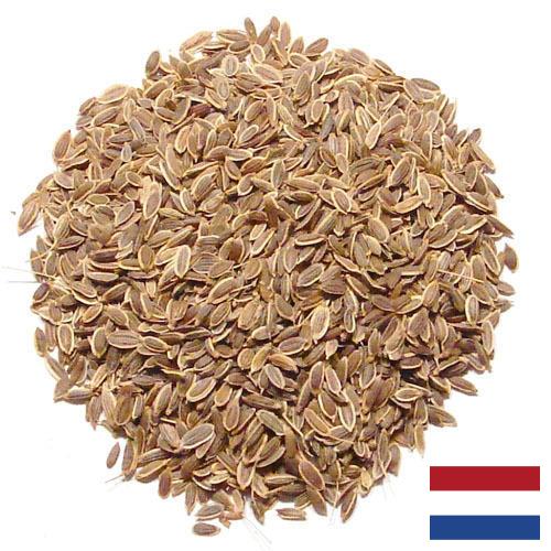 Семена укропа из Нидерландов