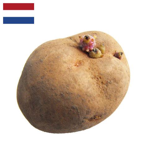 Семенной картофель из Нидерландов