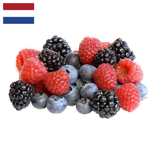 сублимированные ягоды из Нидерландов