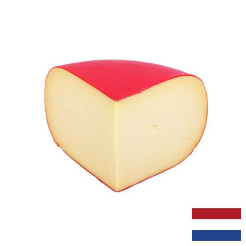 сыр гауда из Нидерландов