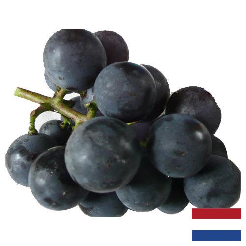 виноград столовый из Нидерландов