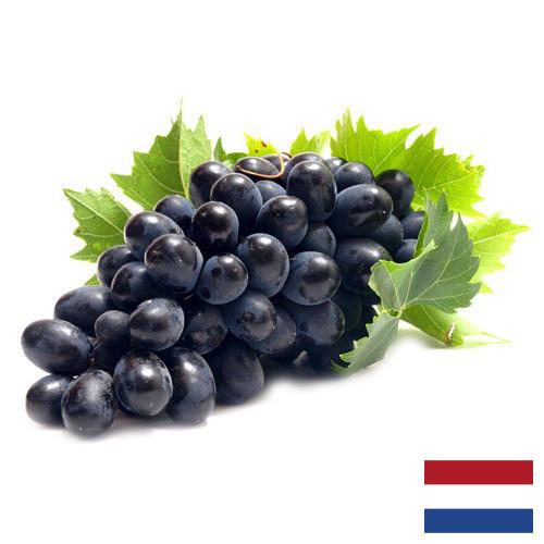 Виноград из Нидерландов